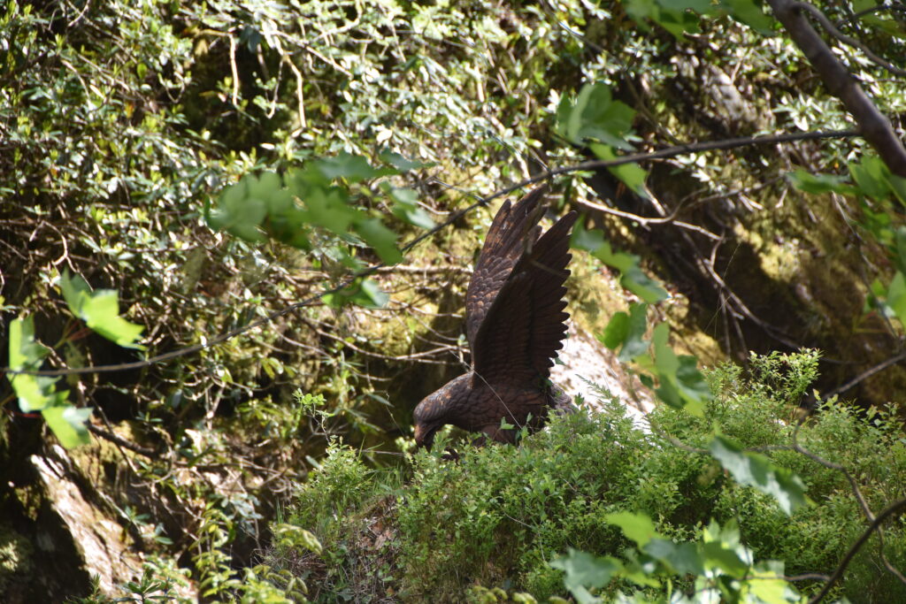 Wales Tag 14 – Devil's Bridge Waterfalls, Pontarfynach