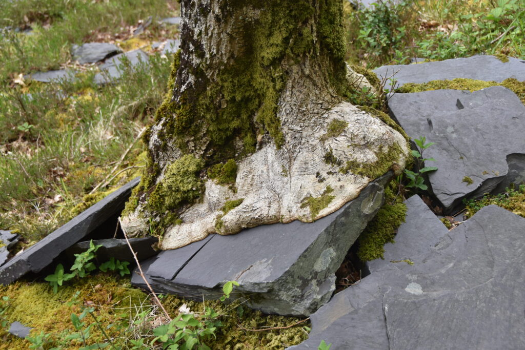 Wales Tag 19 – Dinorwig Slate Quarry