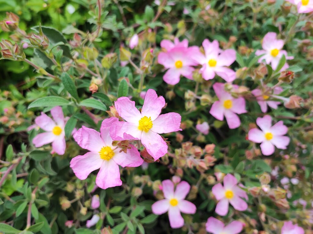 Wales Tag 6 – Dyffryn Gardens