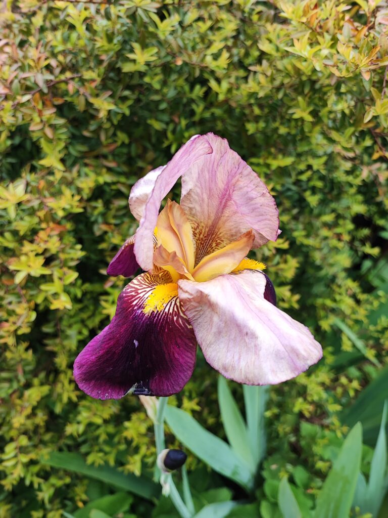Wales Tag 6 – Dyffryn Gardens