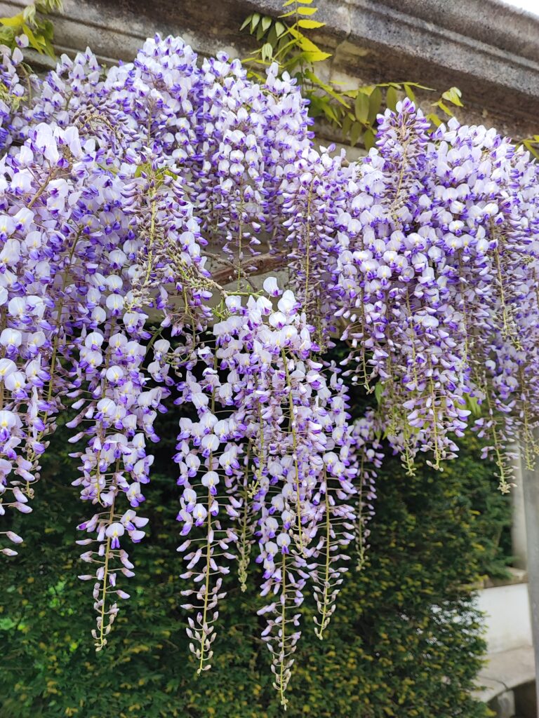 Wales Tag 6 – Dyffryn Gardens