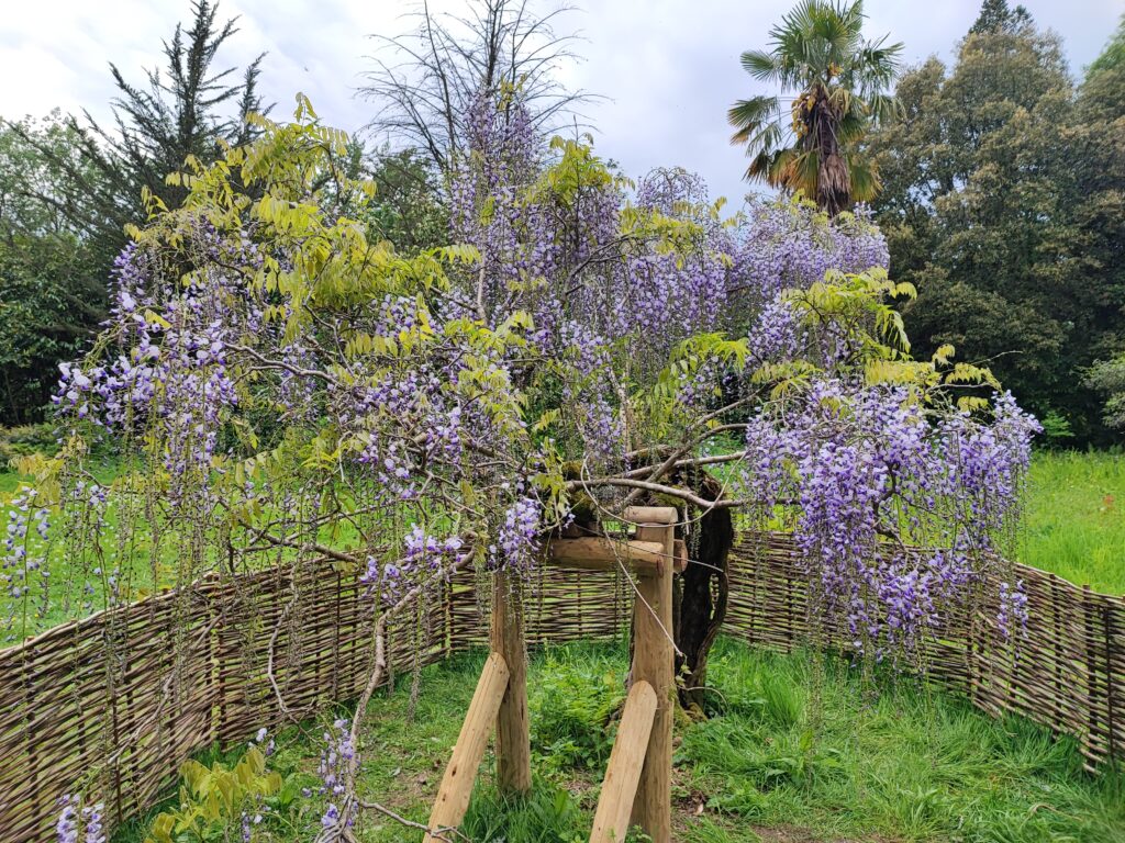 Wales Tag 6 – Dyffryn Gardens