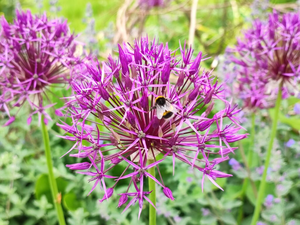 Wales Tag 6 – Dyffryn Gardens
