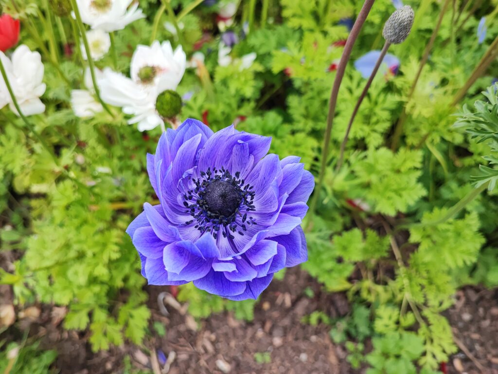 Wales Tag 6 – Dyffryn Gardens