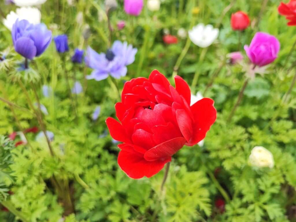 Wales Tag 6 – Dyffryn Gardens