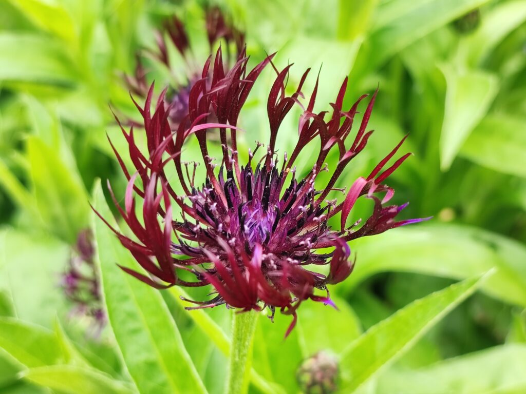 Wales Tag 6 – Dyffryn Gardens