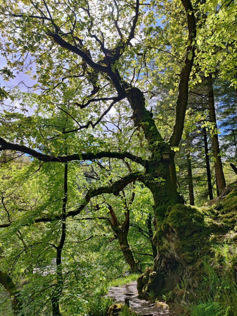 Wales Tag 14 – Hafod Estate