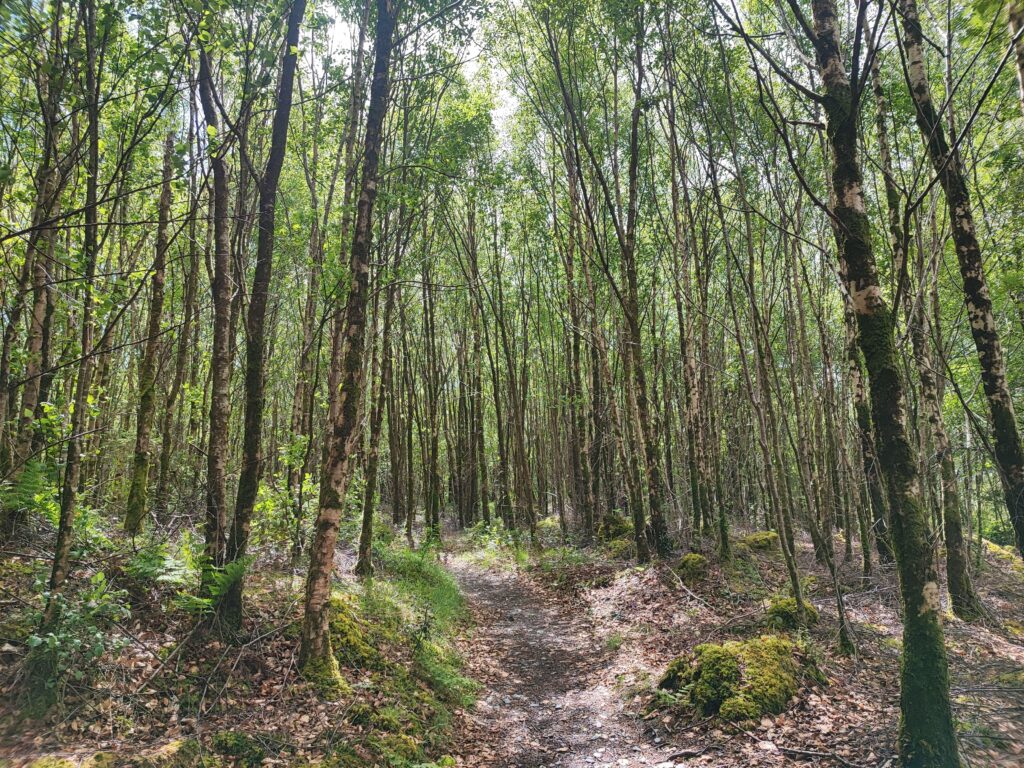 Wales Tag 14 – Hafod Estate