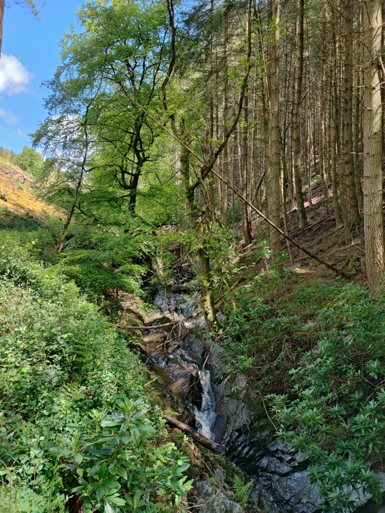 Wales Tag 14 – Hafod Estate