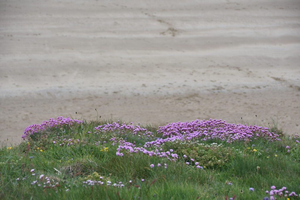 Wales Tag 11 – Pembrokeshire Coast National Park – Maidenhall / Southwood Estate