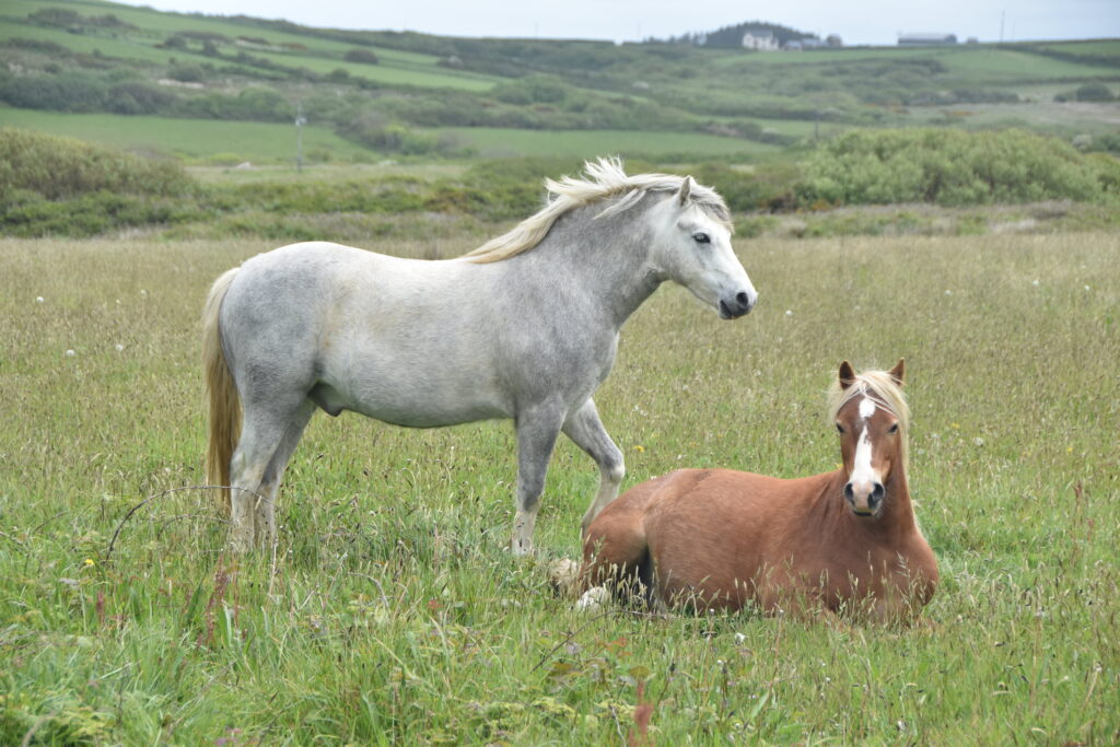 Wales Tag 11 – Pembrokeshire Coast National Park – Maidenhall / Southwood Estate