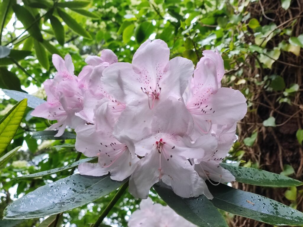 Wales Tag 15 – Portmeirion