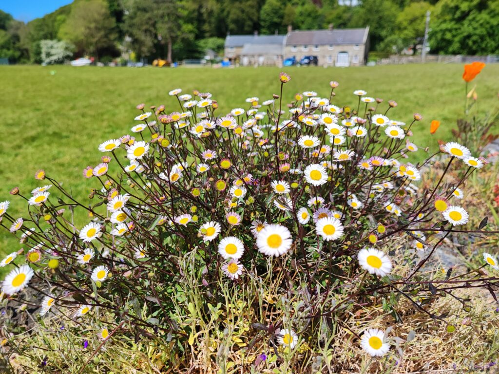 Wales Tag 12 – St Brynach’s Church, Nevern