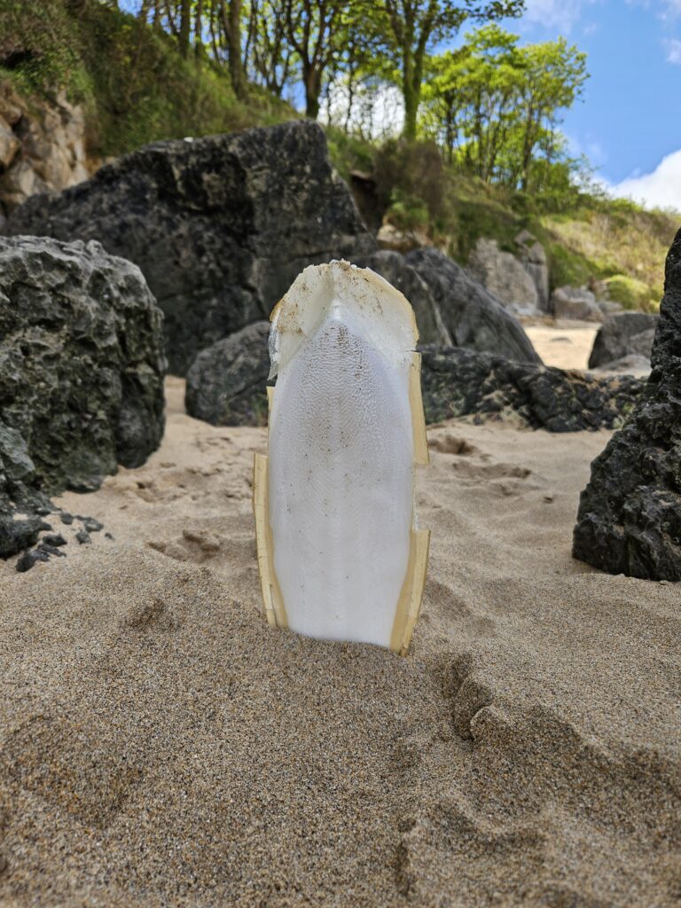 Wales Tag 10 – Stackpole