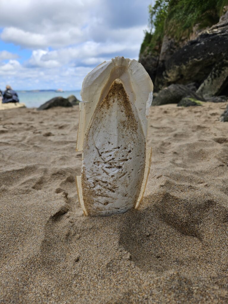 Wales Tag 10 – Stackpole