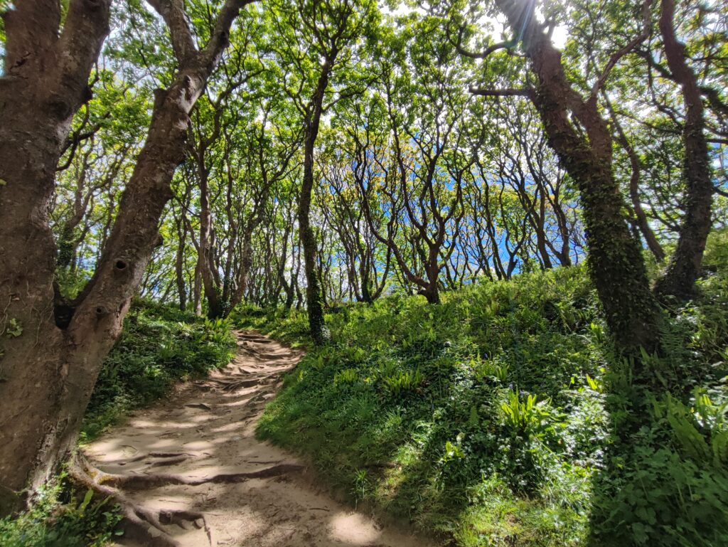 Wales Tag 10 – Stackpole