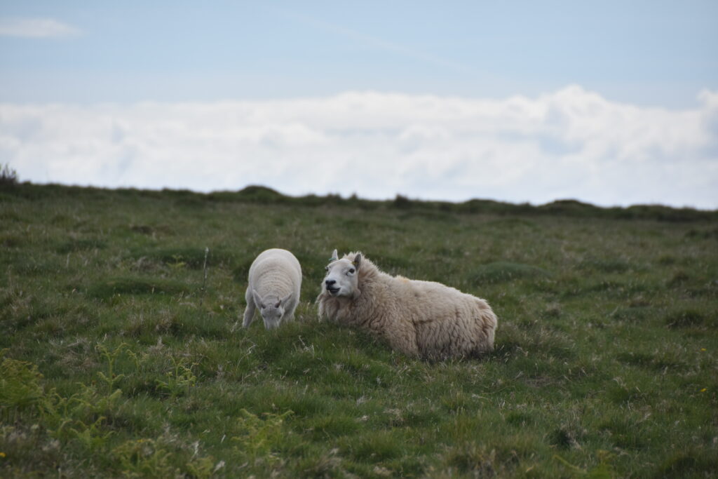Wales Tag 10 – Stackpole