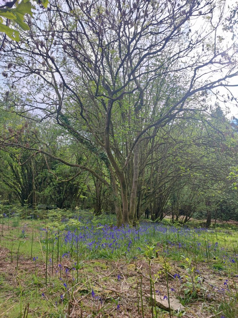 Wales Tag 4 – Symonds Yat Rock