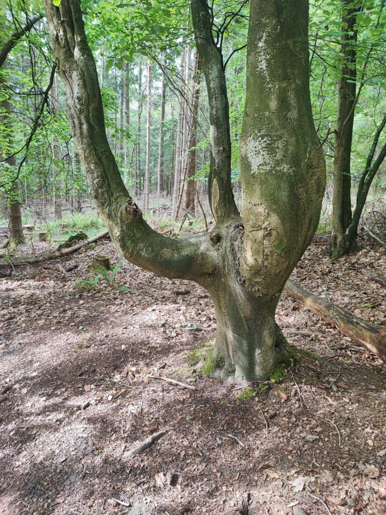 Wales Tag 4 – Symonds Yat Rock