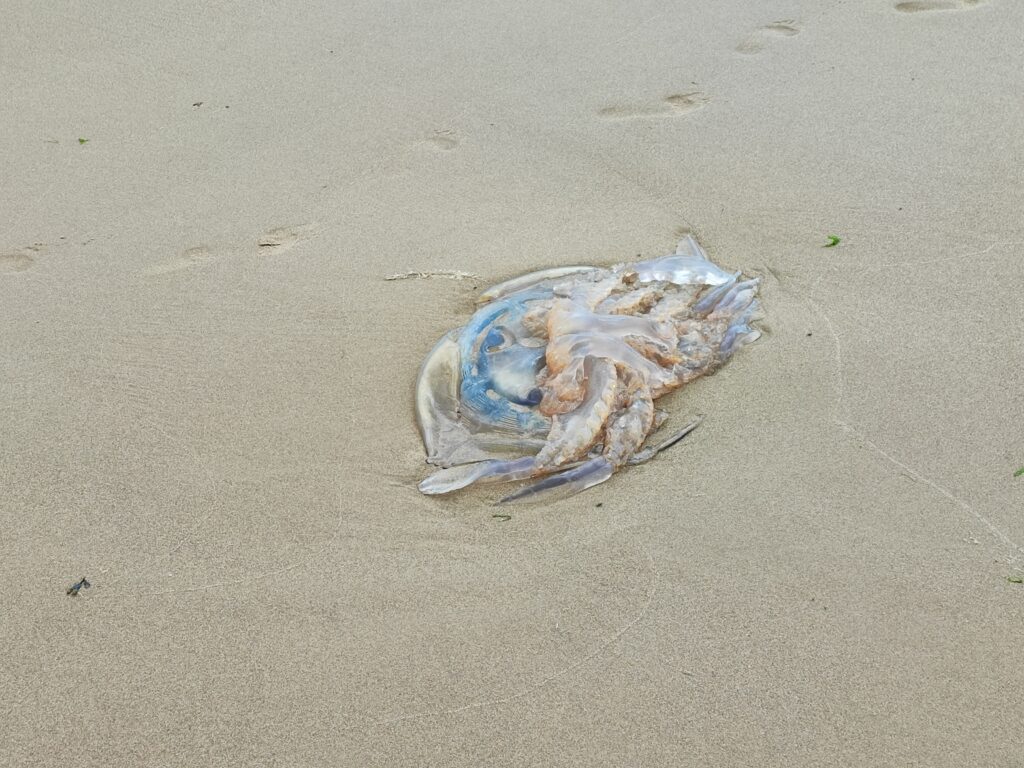 Wales Tag 9 – Tenby