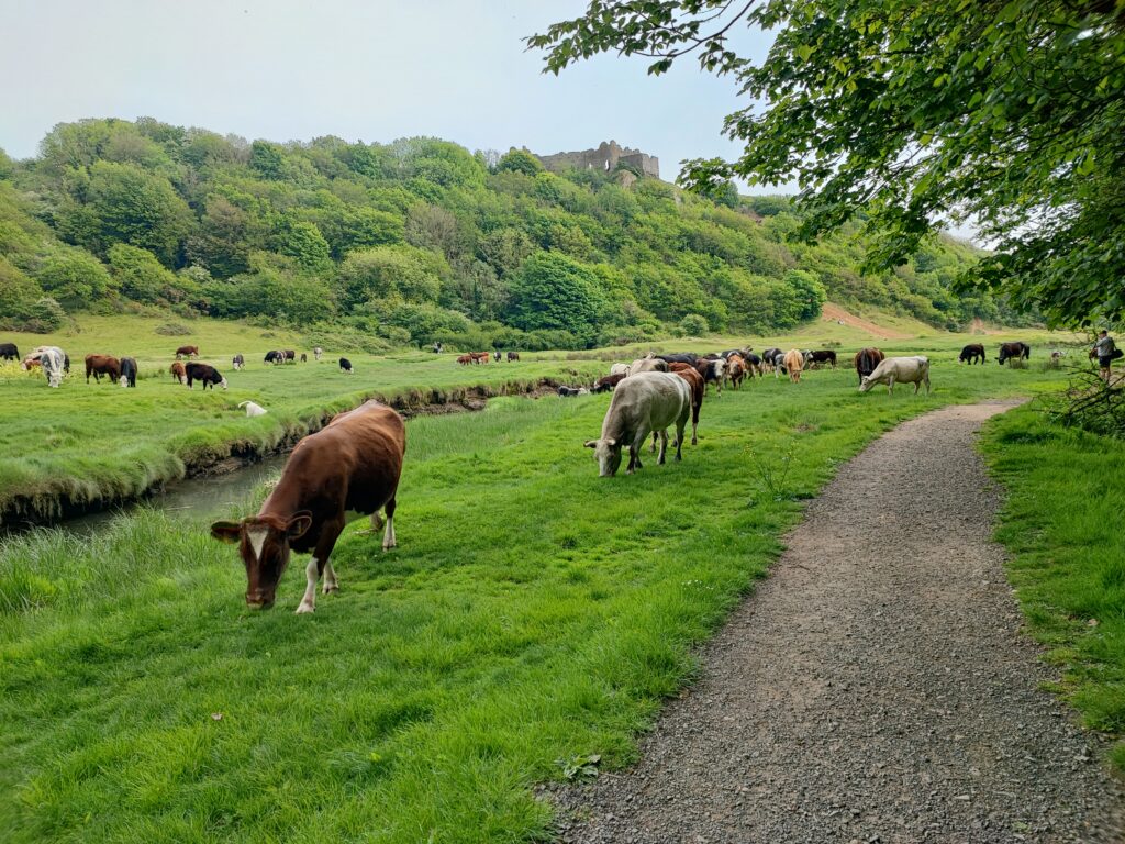 Wales Tag 8 – Three Cliffs Bay mit Pennard Castle