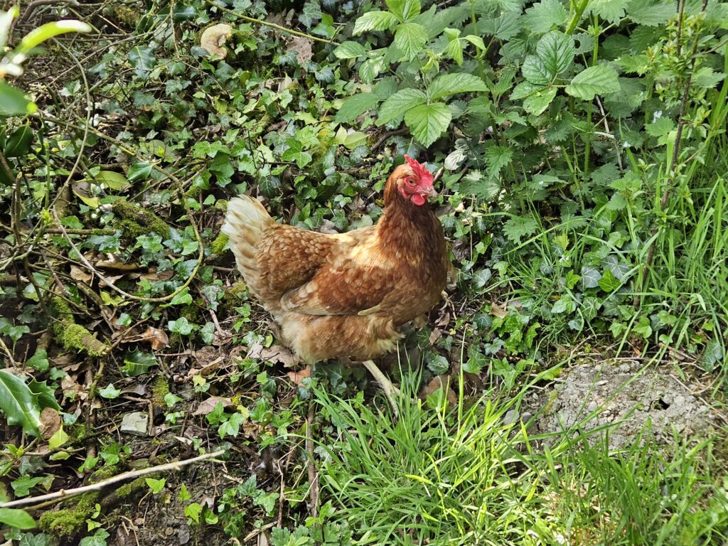 Wales Tag 12/13 – Wildernest