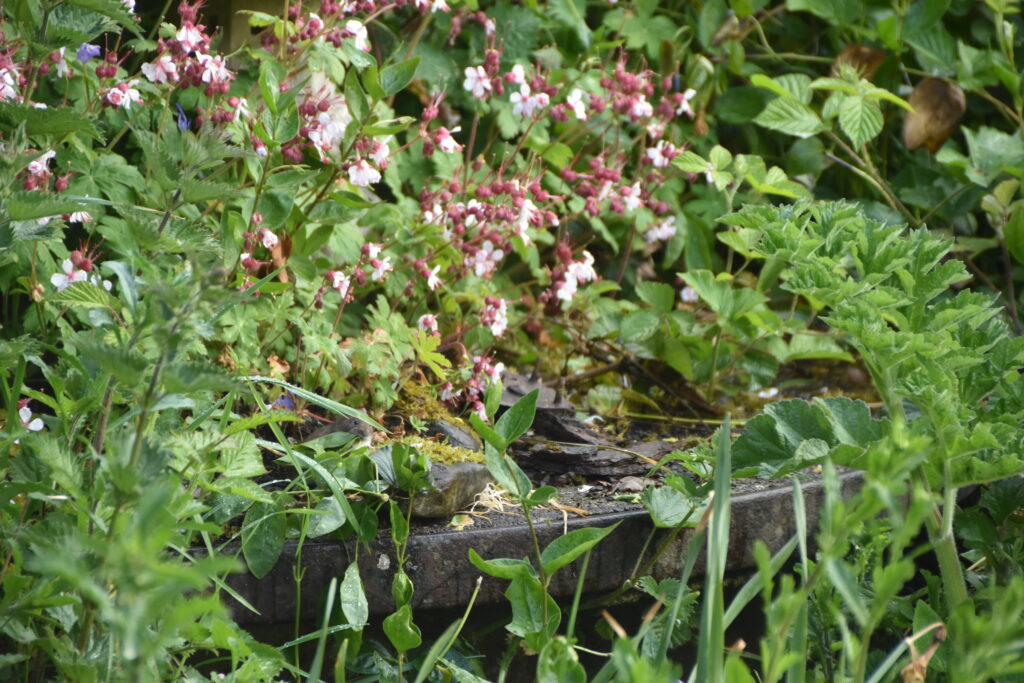 Wales Tag 12/13 – Wildernest