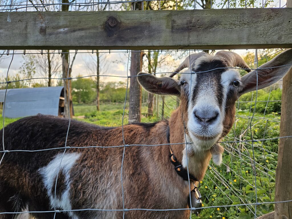 Wales Tag 12/13 – Wildernest