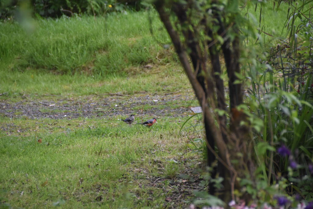 Wales Tag 12/13 – Wildernest